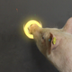 Illustration for article titled A Video Game That Helps People Forge Stronger Relationships...With Pigs